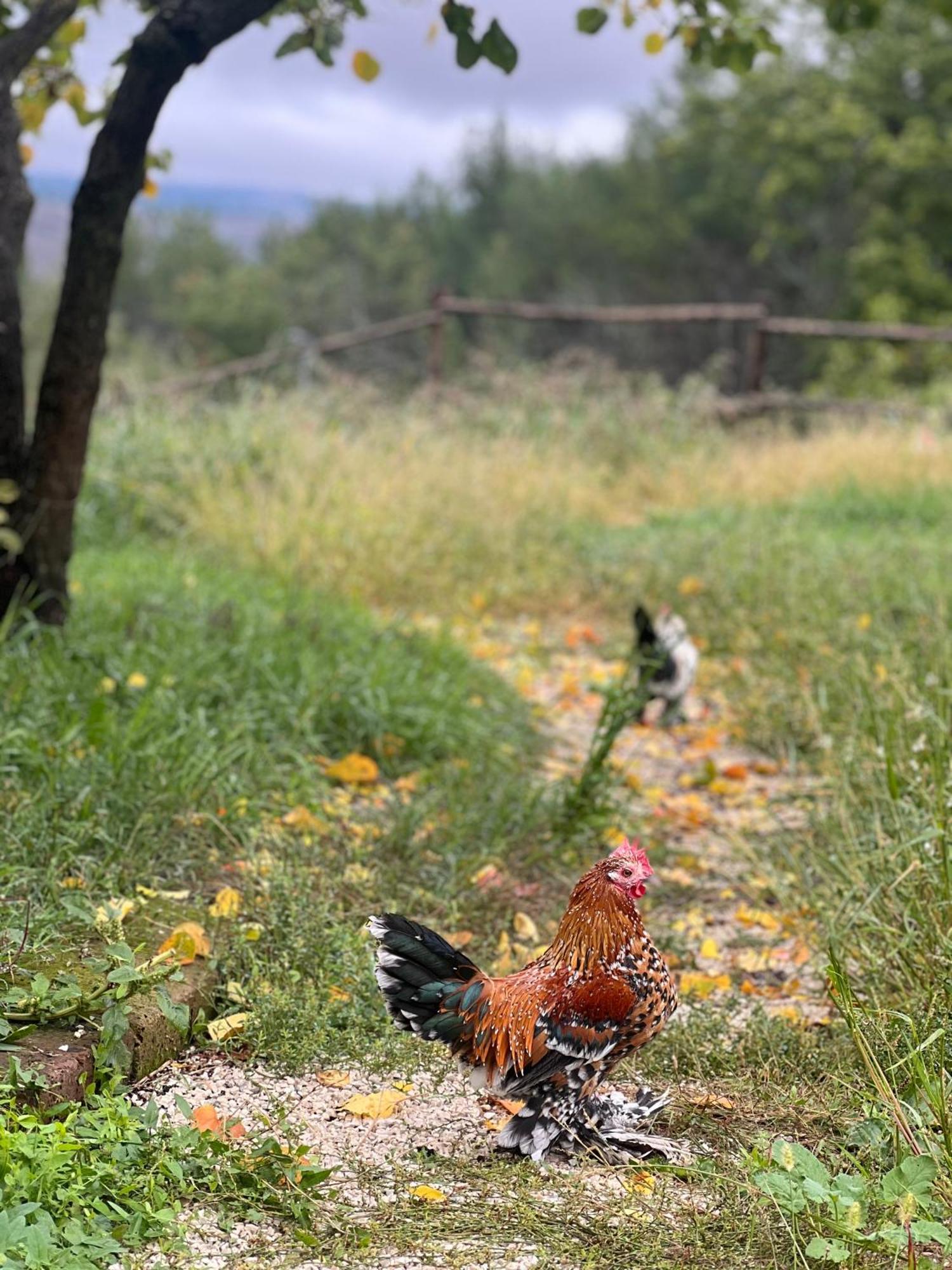 Tenuta Gran Bosco Loro Piceno Dış mekan fotoğraf