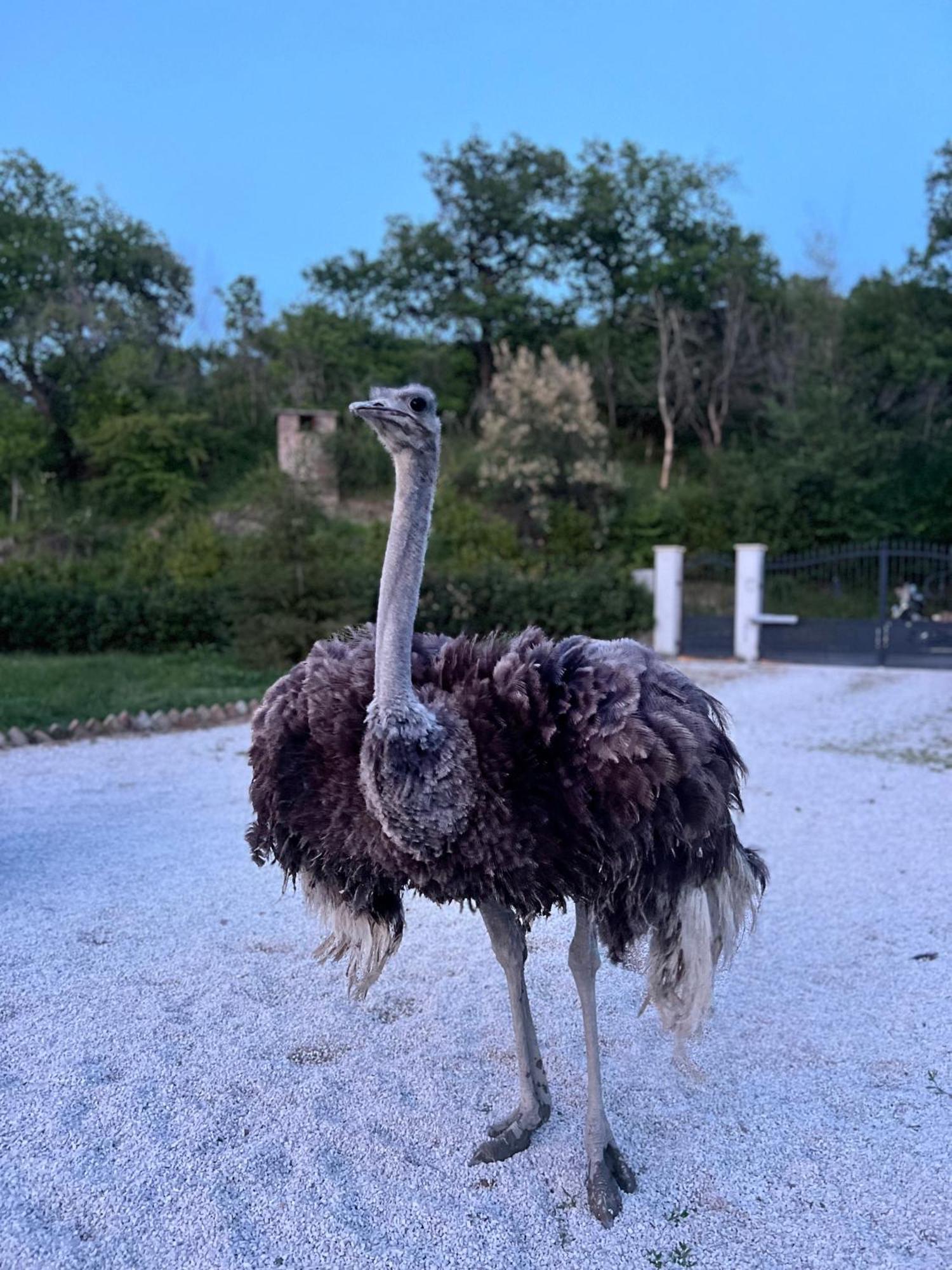 Tenuta Gran Bosco Loro Piceno Dış mekan fotoğraf