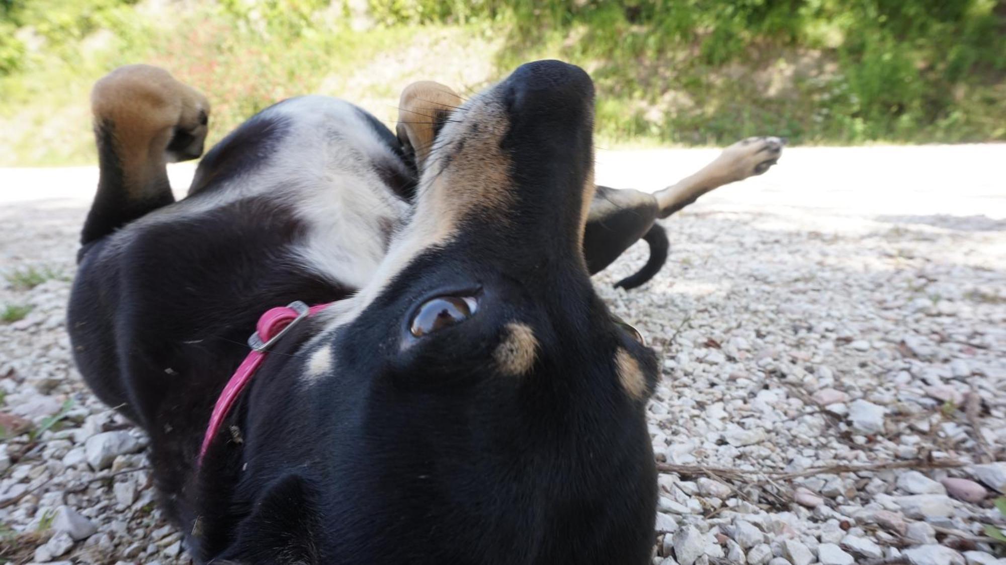 Tenuta Gran Bosco Loro Piceno Dış mekan fotoğraf