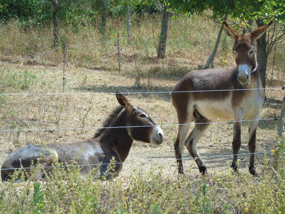 Tenuta Gran Bosco Loro Piceno Dış mekan fotoğraf